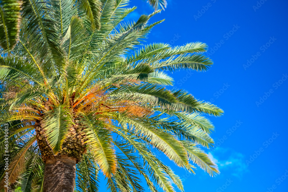 Tropical background with palm trees and summer sky. Holiday travel concept
