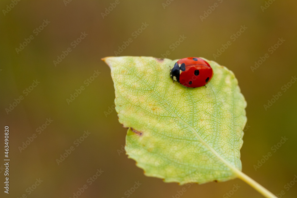 Fototapeta premium Red ladybug on green leaf
