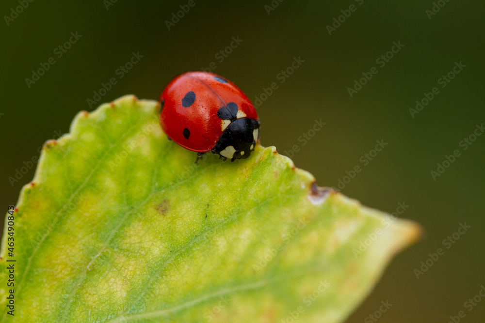 Red ladybug on green leaf Red ladybug on green leaf