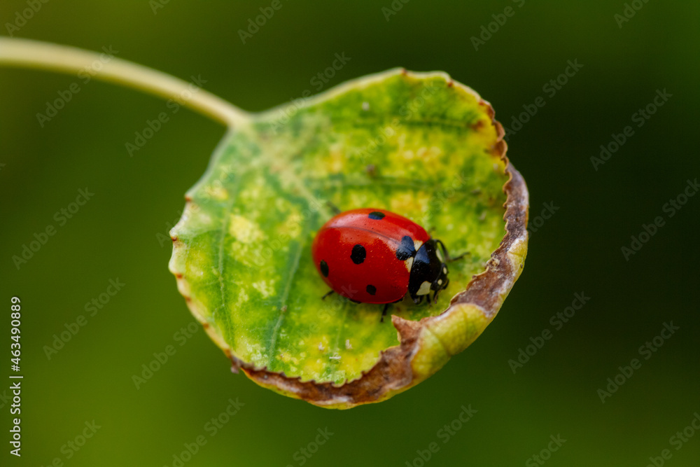 Red ladybug on green leaf Red ladybug on green leaf