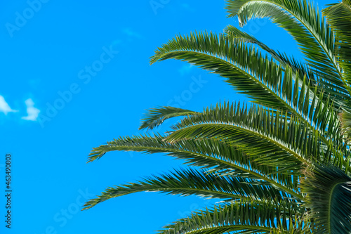 Tropical background with palm trees and summer sky. Holiday travel concept 