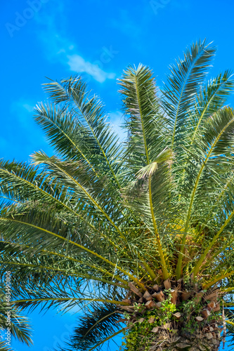 Tropical background with palm trees and summer sky. Holiday travel concept 