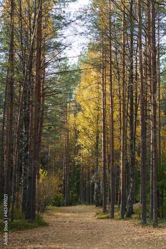 Fototapeta Naklejka Na Ścianę i Meble -  Autumn morning in forest: trail between pines and yellow trees covered with october leaves. Empty countryside road in sunny day. Fall coming to woods. Misty forest pathway. Seasonal nature beauty