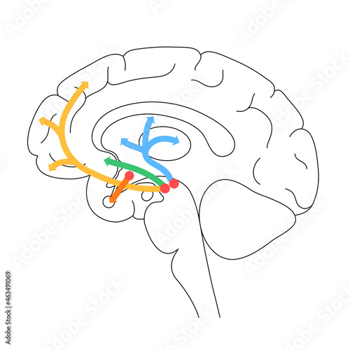 Dopamine pathway concept