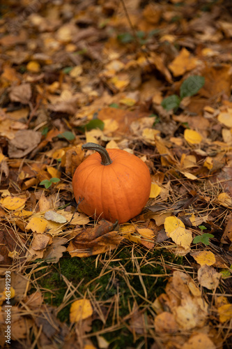 pumpkin on the ground and moss and leaves in autumn forest
