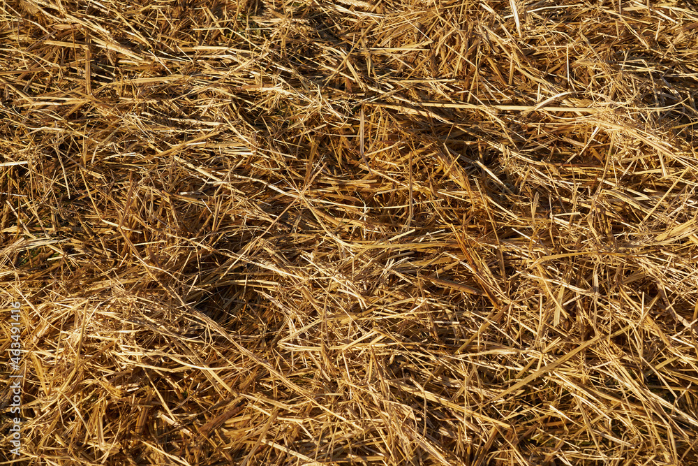 Dry hay in the village as a natural background. Dry hay in the village as a natural background.