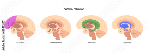 Stampa su tela Dopamine pathway concept