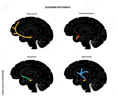 Dopamine pathway concept
