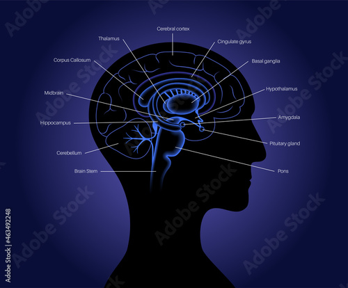 Brain 3D anatomy