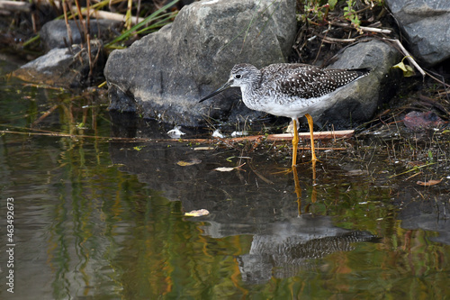 Greater Yellowlegs on the shore of a marsh, with water reflection