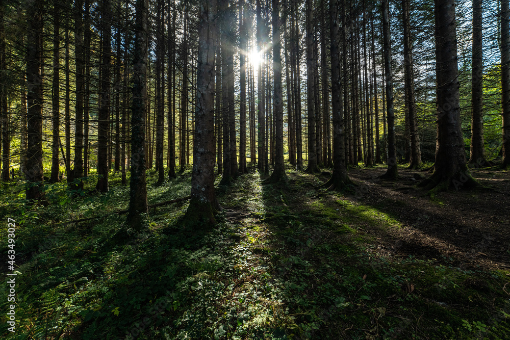Obraz premium sun rays and shadows in the forest