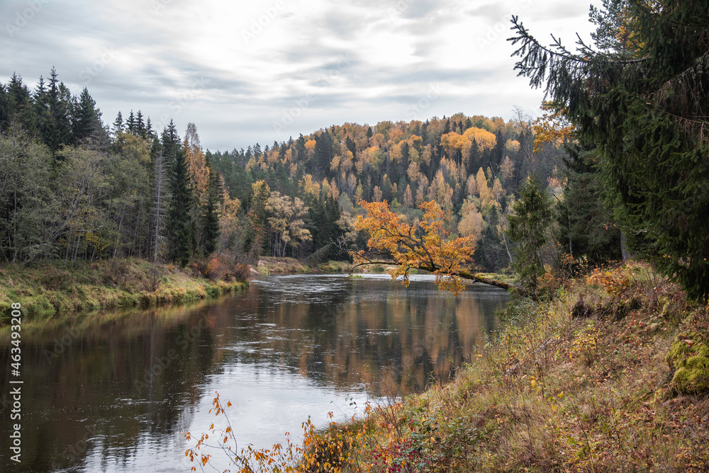 Beautiful autumn landscape on Gauja river with bright colorful foliage on overcast autumn day.