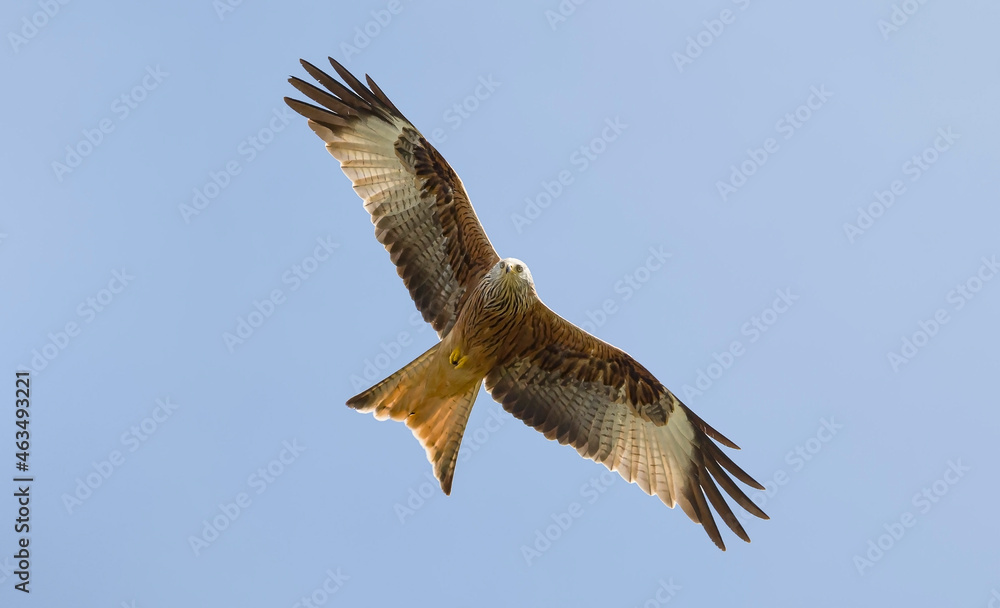 Red kite bird flying in the sky, Buckinghamshire, UK Red kite bird flying in the sky, Buckinghamshire, UK