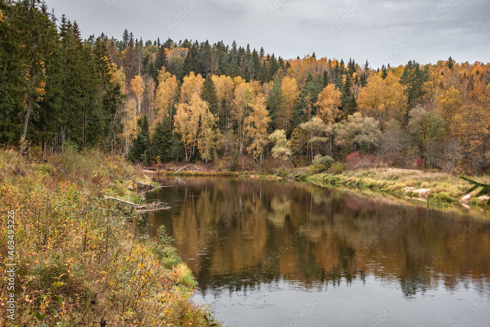 Beautiful autumn landscape on Gauja river with bright colorful foliage on overcast autumn day.