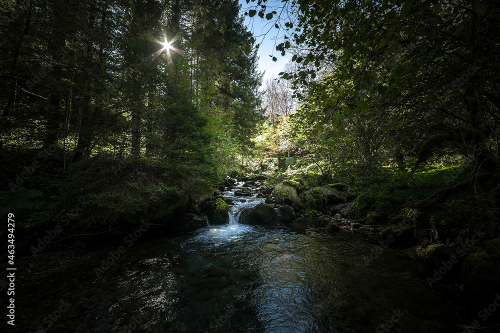 Obraz premium stream in the autumn forest