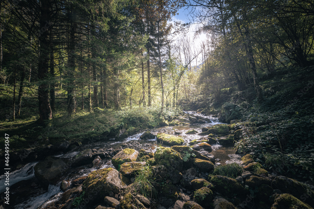 stream in the autumn forest