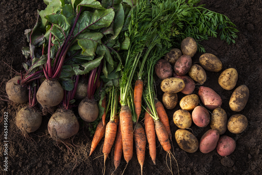 Autumn harvest of fresh raw carrot, beetroot and potatoes on soil in garden, top view. Organic vegetables background - obrazy, fototapety, plakaty 