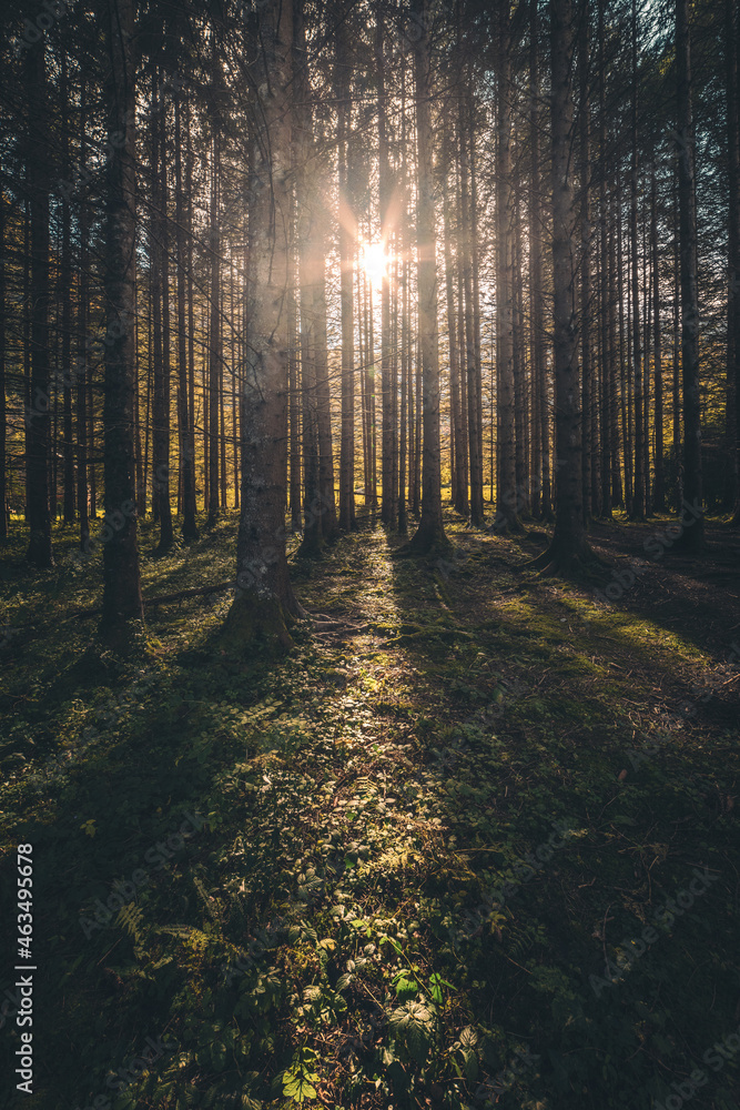 Obraz premium sunrays through the trees in the autumn forest