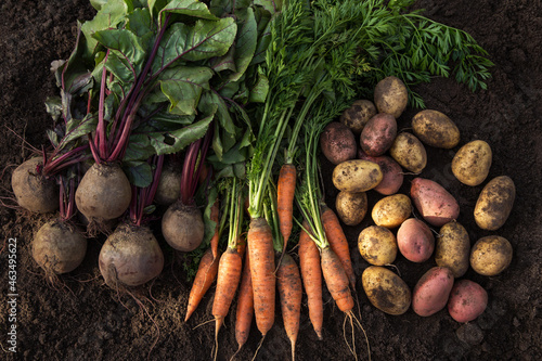 Autumn harvest of fresh raw carrot, beetroot and potatoes on soil in garden, top view. Organic vegetables background photo
