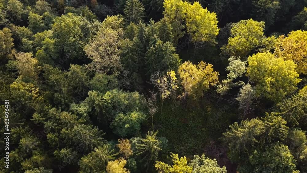 Autumn forest aerial drone view. Mixed deciduous and coniferous forest.
Autumn forest aerial drone view. Mixed deciduous and coniferous forest.