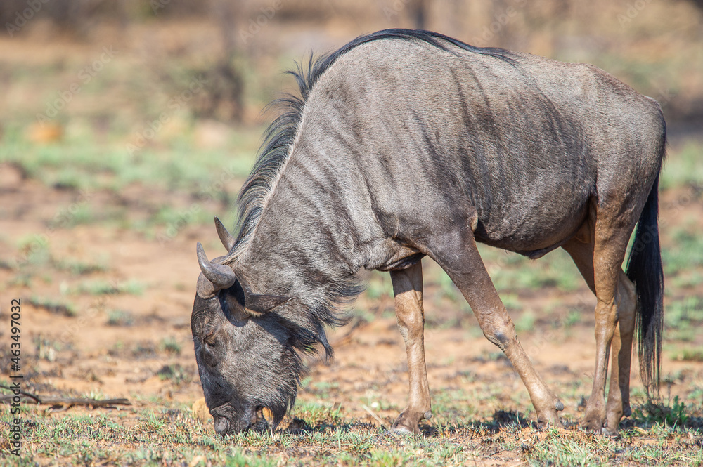 Fototapeta premium Wildebeest grazing in the bush