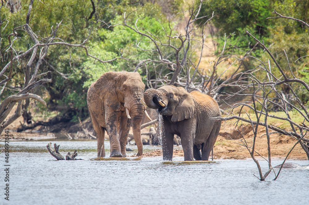Fototapeta premium Elephants playing in the water