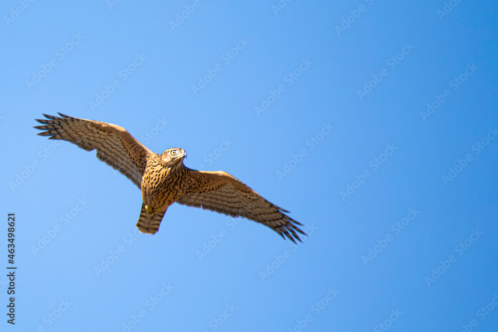 Kestrel against the blue sky at the time of the hunt Kestrel against the blue sky at the time of the hunt