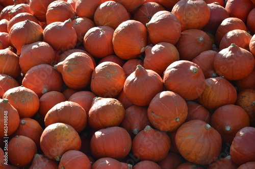 hokaido pumpkins photo