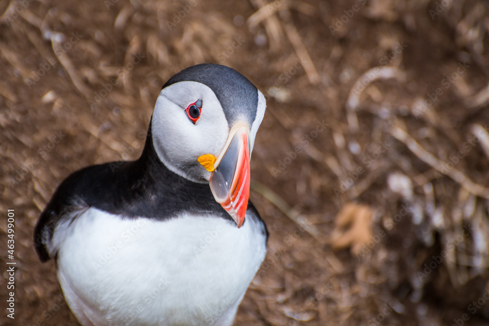 Naklejka premium Puffin in the beautiful countryside nature of Hafnarholmi in Borgarfjordur Eystri in Iceland