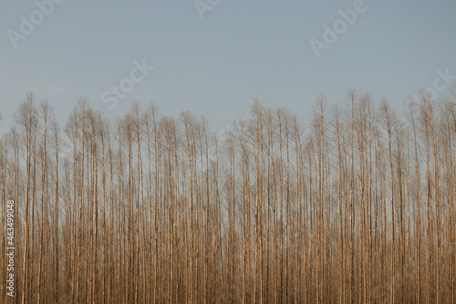 eucalyptus plantation in the blue sky
