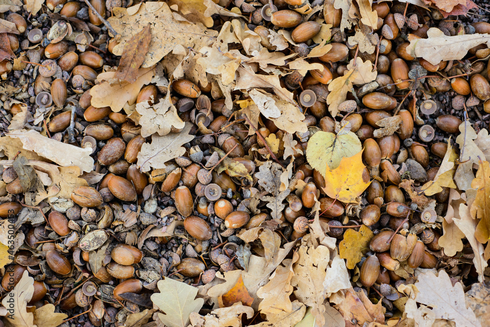 background of acorns and leaves background of acorns and leaves