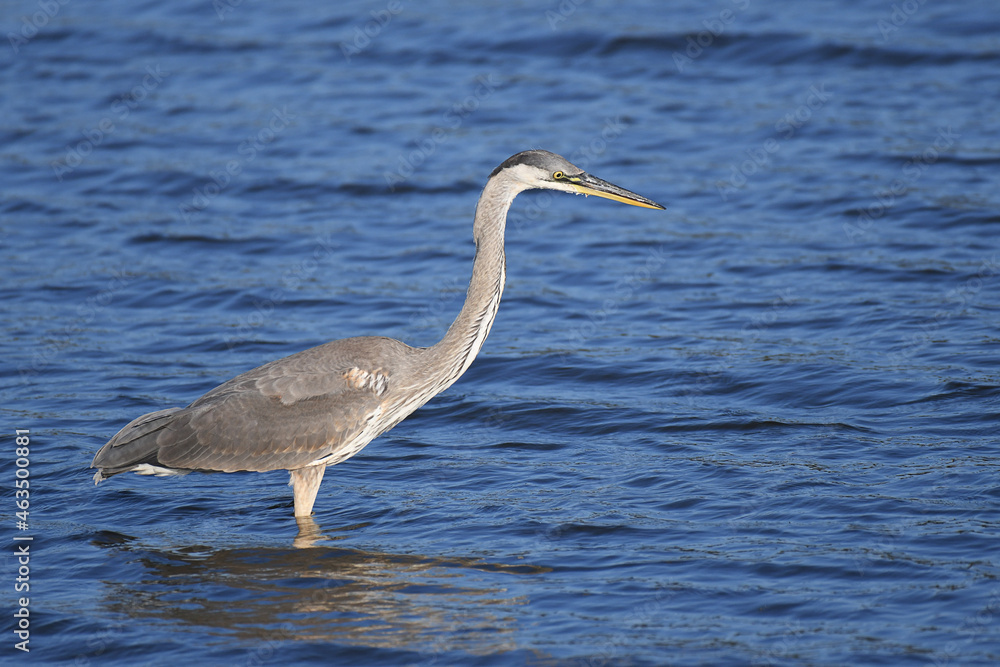 Great Blue Heron fishing in a marsh Great Blue Heron fishing in a marsh