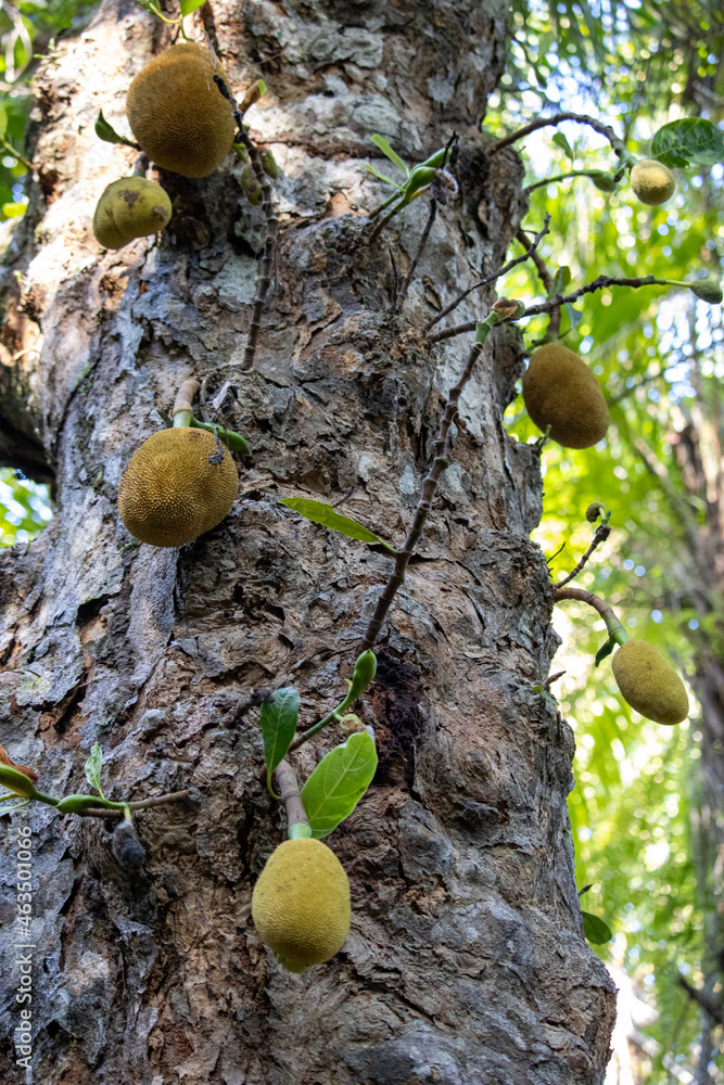 several jackfruits on a tree in the middle of the Atlantic forest several jackfruits on a tree in the middle of the Atlantic forest