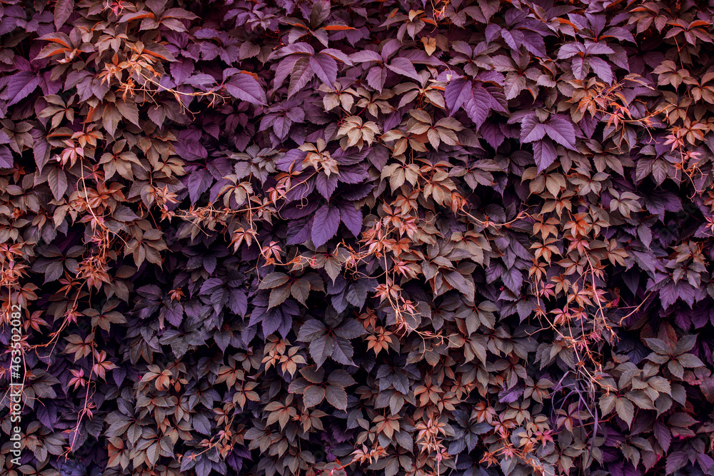 Wall of wild grapes, background, texture. Toned image