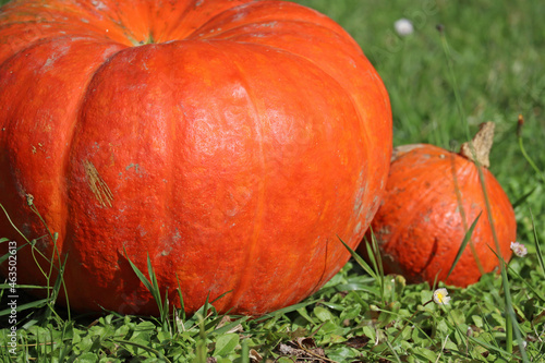 Harvest time and Halloween is coming: pumpkins in the garden