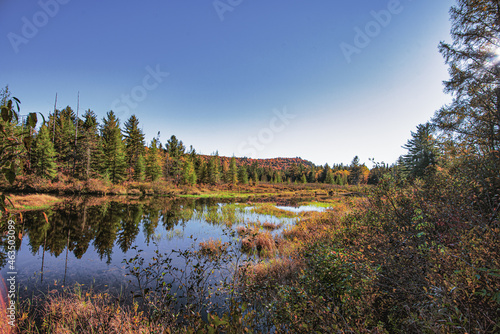 Bog with Trees in Forest with Blue Sky