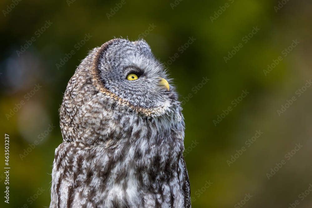 Great Gray Owl looking up. Great Gray Owl looking up.
