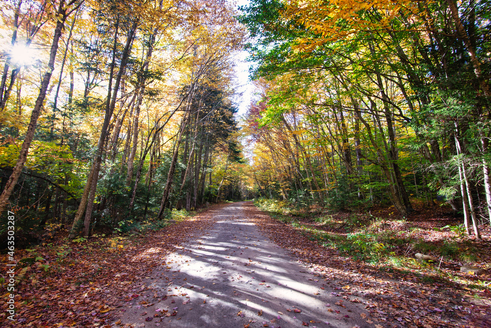 Fototapeta premium Dirt Road Day time in Woods