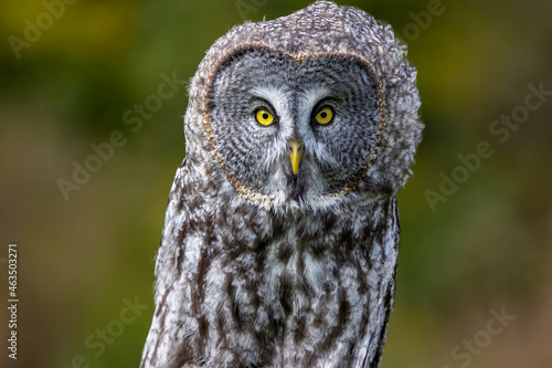 Great Gray Owl staring at you.
