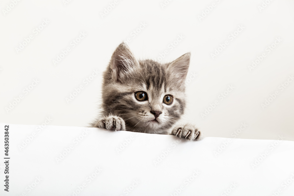 Kitten surprised portrait with paws peeking over blank white sign placard look side. Tabby baby cat on placard template. Pet kitten curiously peeking behind white banner background with copy space