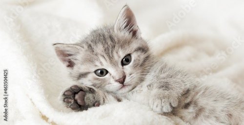 Cute tabby kitten portrait with paw sleeping on white soft blanket. Cat rest napping on bed. Comfortable pet sleeping in cozy home. Long web banner.