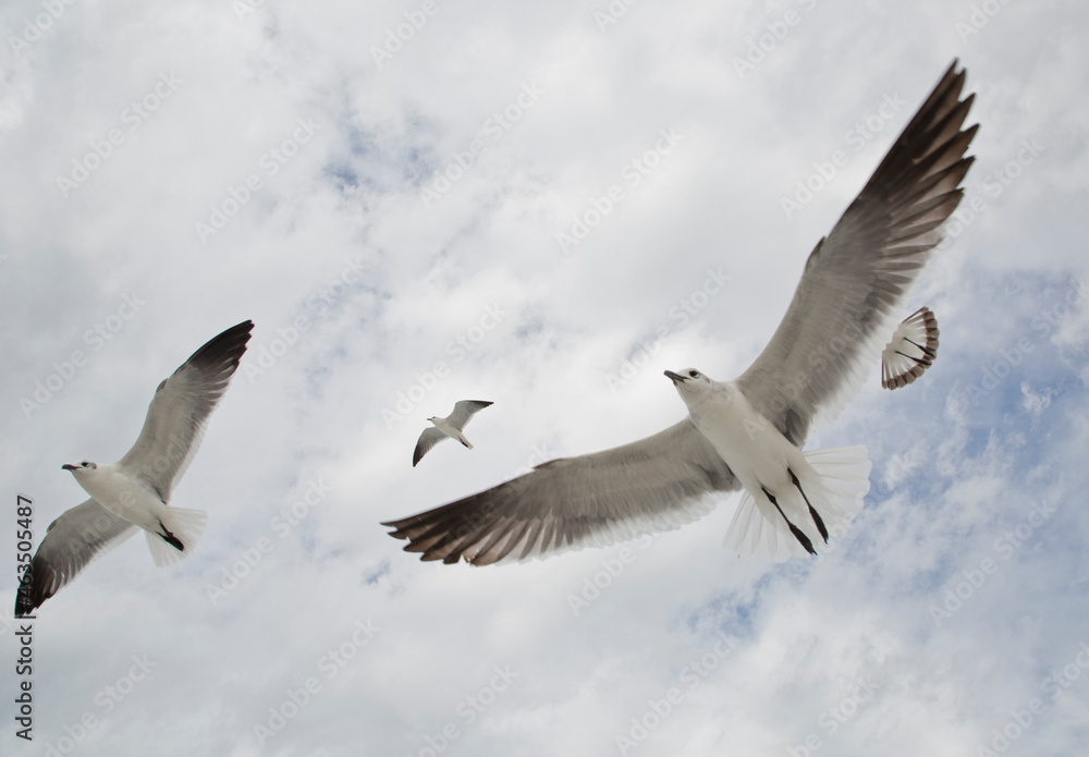Fototapeta premium seagulls in flight