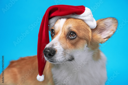 Sad welsh corgi pembroke dog in Santa hat, with pompom hanging down dejectedly, looks down at someone reproachfully because it was left without holiday treats.