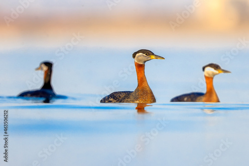 Red-necked Grebe swimming in a lake