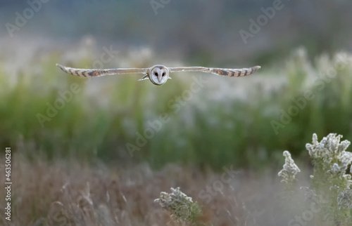 Flying Barn owl photo