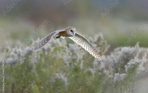 Flying Barn owl