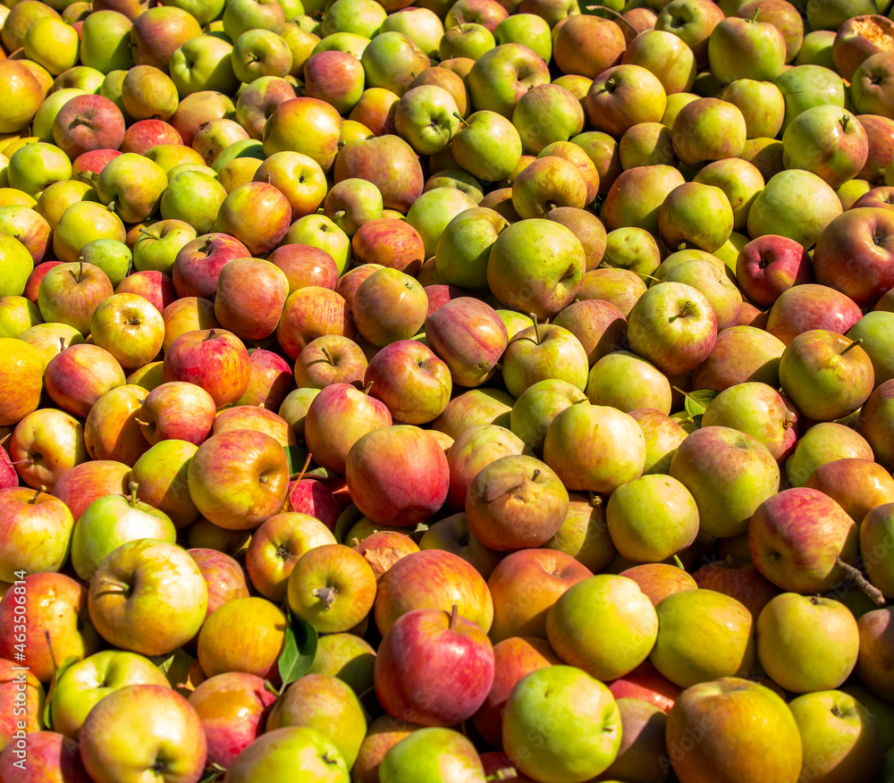 Apple Crate full of green and red colored apples Apple Crate full of green and red colored apples