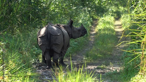 A female one horned rhino and its baby on a dirt road in the jungle.