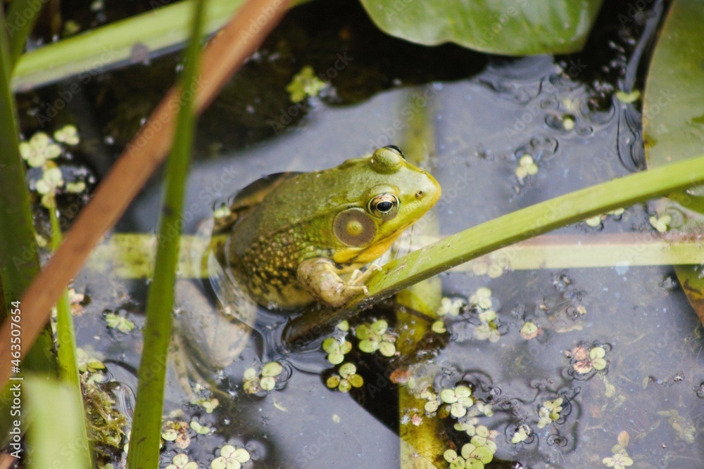 American Bullfrog - Ira Trailhead Bog - Cuyahoga Valley National Park, Ohio American Bullfrog - Ira Trailhead Bog - Cuyahoga Valley National Park, Ohio