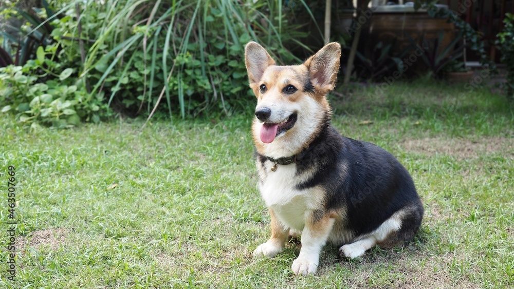 Pembroke Welsh Corgi sitting in the garden Pembroke Welsh Corgi sitting in the garden